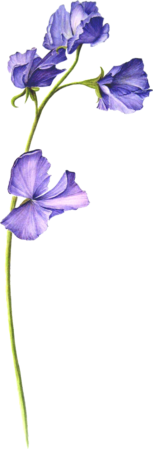2025年 3月の花／スイートピー